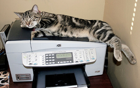 printer-sleeping-cat